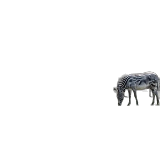 animal, creature, dragon, hair transparent PNG cut-out