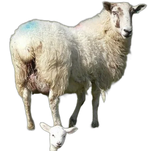 animal, creature, weapon, dress transparent PNG cut-out