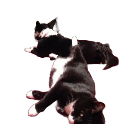 animal, creature, 3d render, photorealistic transparent PNG cut-out