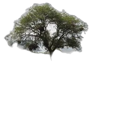 tree, crown, hair, animal transparent PNG cut-out
