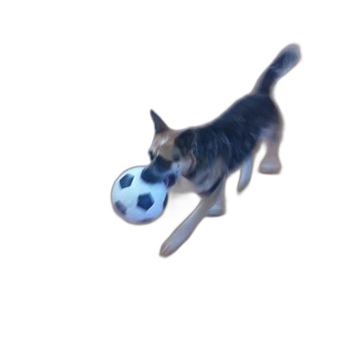 animal, creature, staff, weapon transparent PNG cut-out