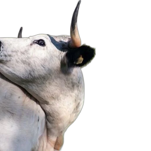 animal, creature, dragon, staff transparent PNG cut-out