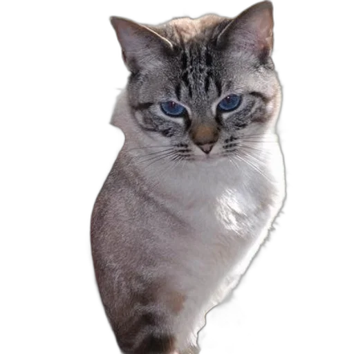 animal, staff, face, creature transparent PNG cut-out