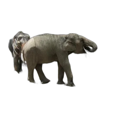 animal, creature, weapon, car transparent PNG cut-out