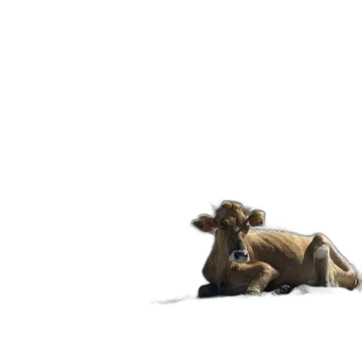 animal, creature, hair, furniture transparent PNG cut-out