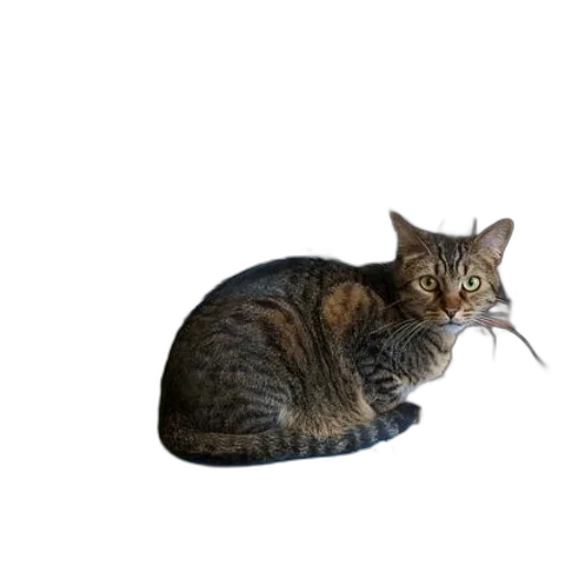 animal, creature, staff, hat transparent PNG cut-out
