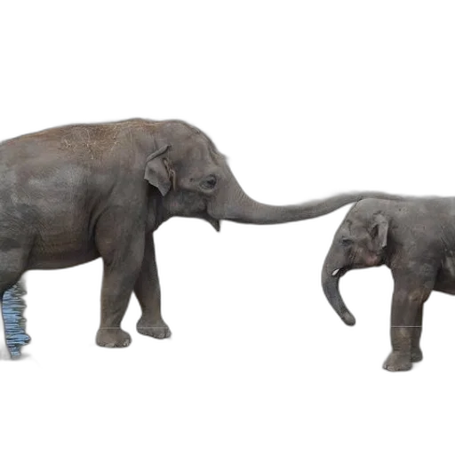 concept art, 3d render, elephants, zoo transparent PNG cut-out