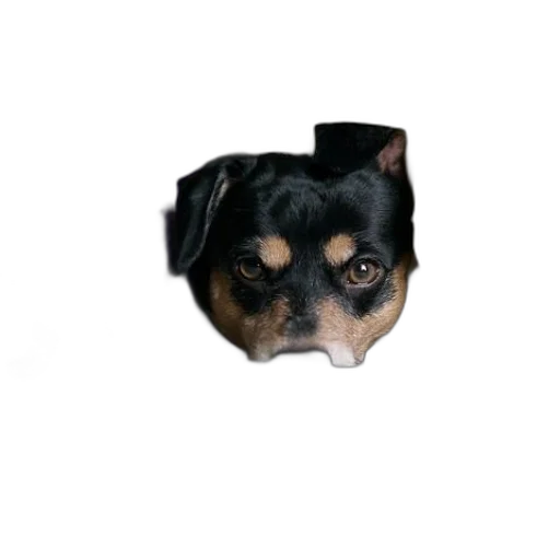 hat, animal, face, crown transparent PNG cut-out