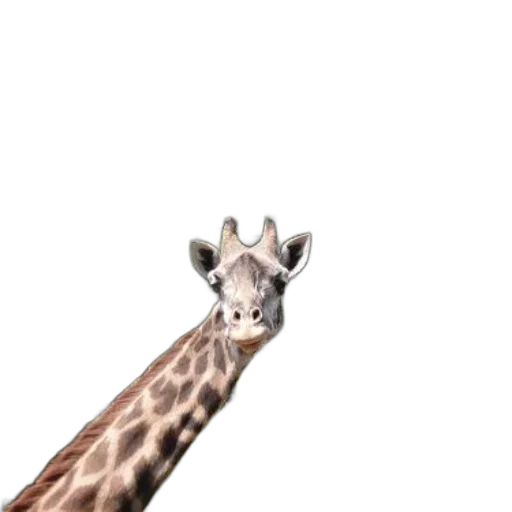 animal, creature, hat, staff transparent PNG cut-out