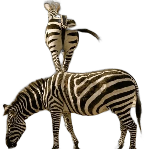 animal, creature, staff, jewelry transparent PNG cut-out