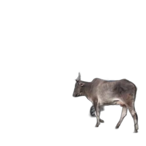 animal, creature, furniture, food transparent PNG cut-out