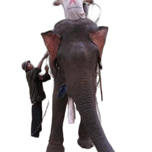 staff, animal, umbrella, hat transparent PNG cut-out