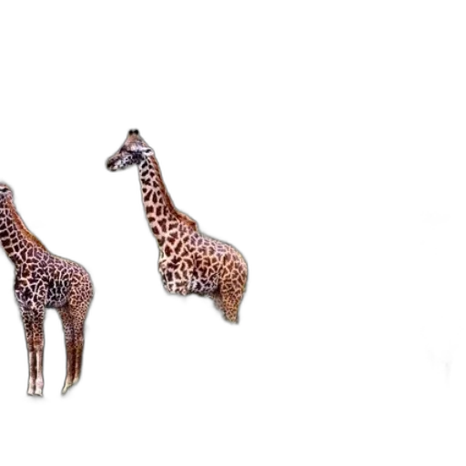 animal, creature, shoes, jewelry transparent PNG cut-out