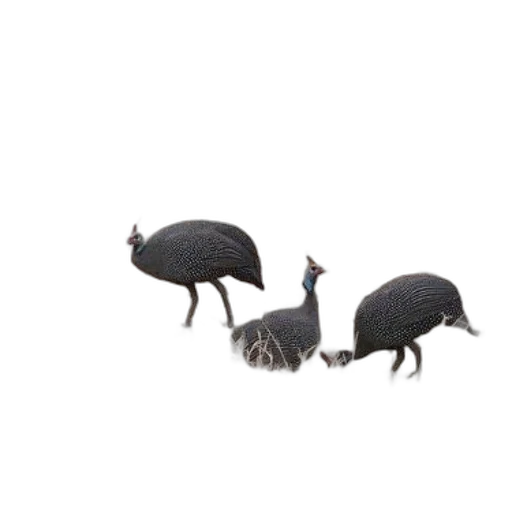 animal, food, creature, hat transparent PNG cut-out