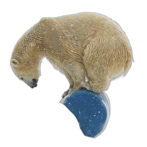 hat, animal, staff, jewelry transparent PNG cut-out