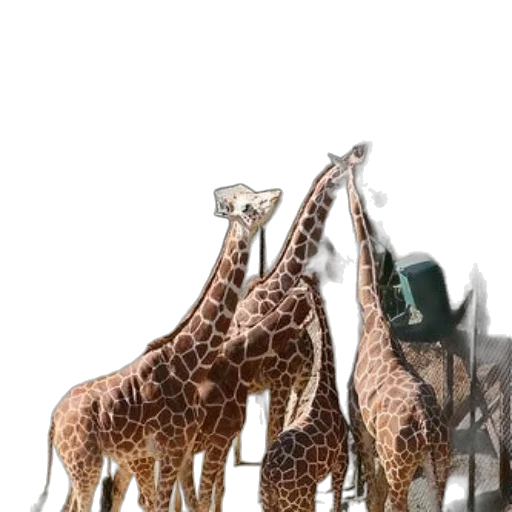animal, staff, creature, weapon transparent PNG cut-out