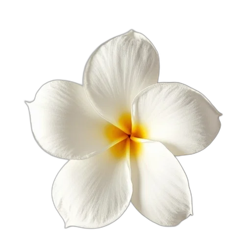 flower, crown, jewelry, staff transparent PNG cut-out