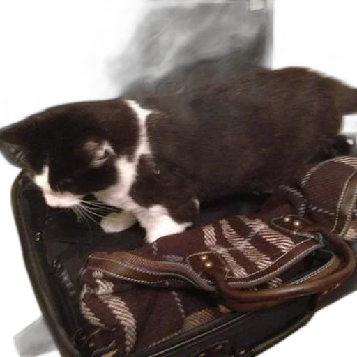 animal, creature, shoes, staff transparent PNG cut-out