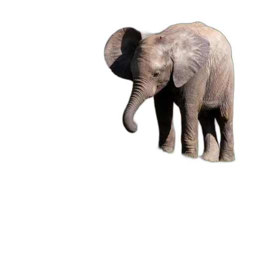animal, creature, hat, weapon transparent PNG cut-out