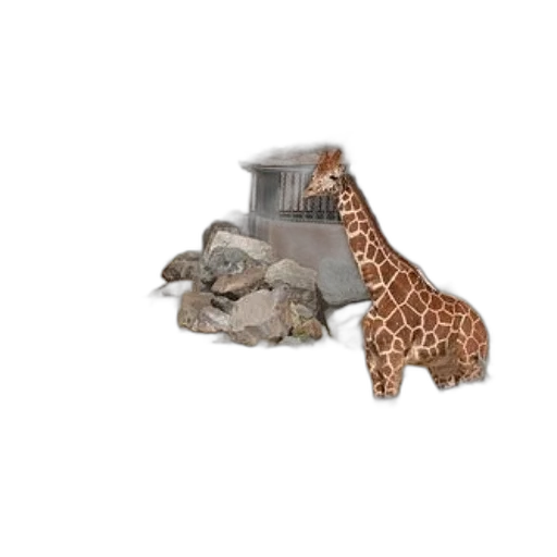 shoes, animal, jewelry, hat transparent PNG cut-out