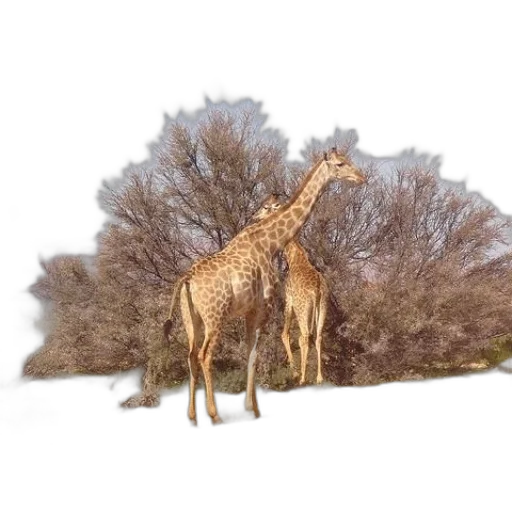animal, tree, creature, dragon transparent PNG cut-out
