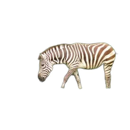animal, creature, furniture, food transparent PNG cut-out