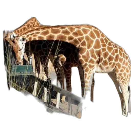 animal, creature, weapon, staff transparent PNG cut-out