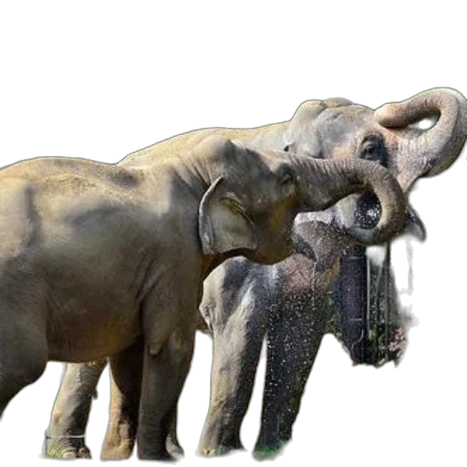 animal, weapon, staff, concept art transparent PNG cut-out
