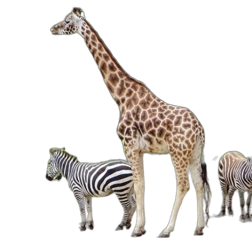 animal, creature, staff, jewelry transparent PNG cut-out