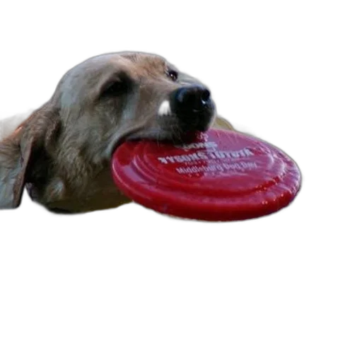 food, animal, creature, weapon transparent PNG cut-out