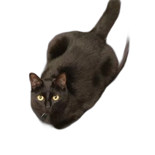 animal, staff, creature, hair transparent PNG cut-out