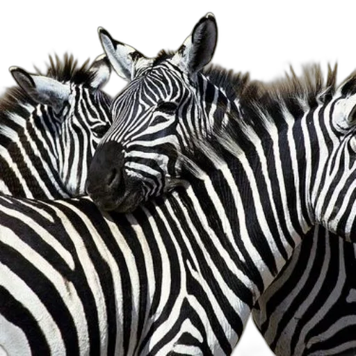 animal, creature, photorealistic, 3d render transparent PNG cut-out