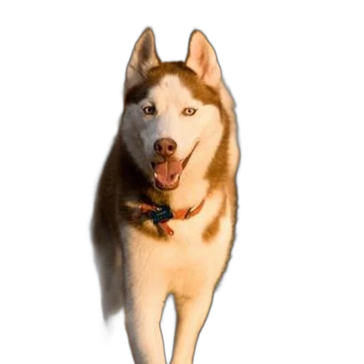 animal, staff, creature, face transparent PNG cut-out