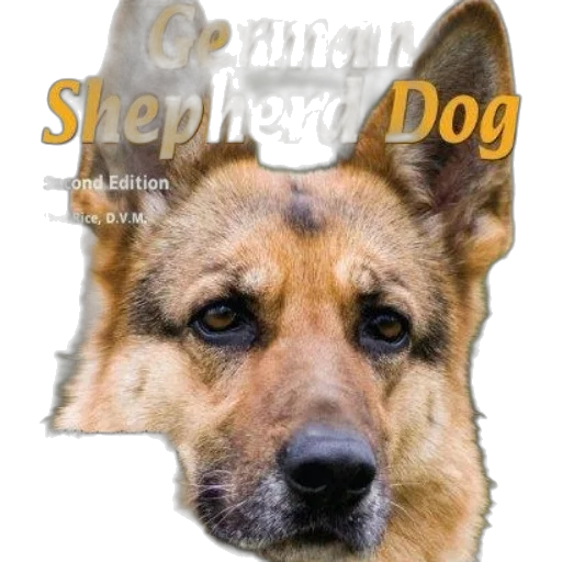 photorealistic, cover, german, shepherd transparent PNG cut-out