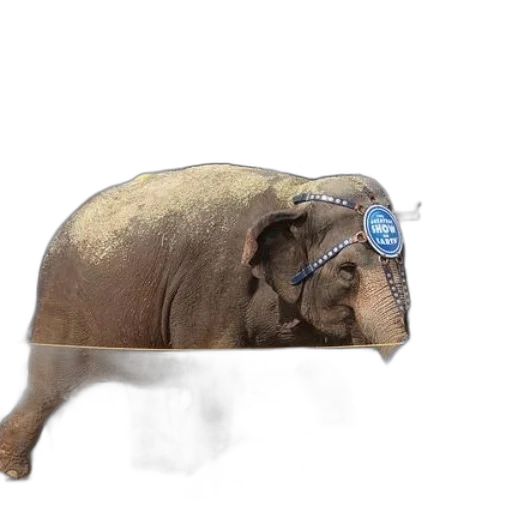 animal, creature, hat, staff transparent PNG cut-out