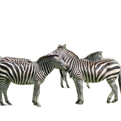 animal, creature, jewelry, 3d render transparent PNG cut-out