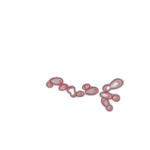 jewelry, crown, hair, flower transparent PNG cut-out