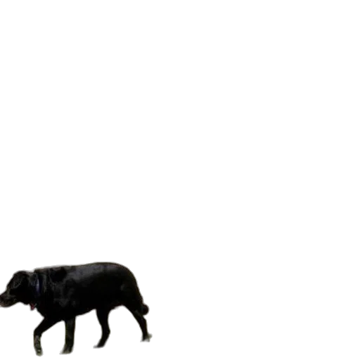 animal, creature, furniture, food transparent PNG cut-out