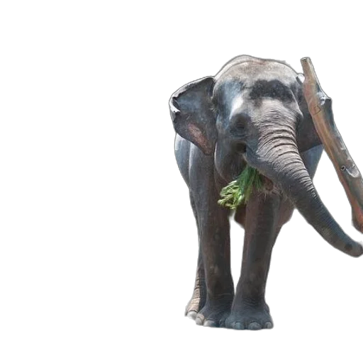 animal, creature, staff, 3d render transparent PNG cut-out