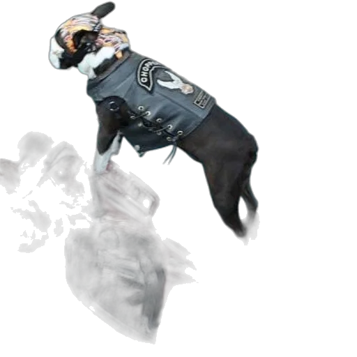 dragon, animal, creature, weapon transparent PNG cut-out