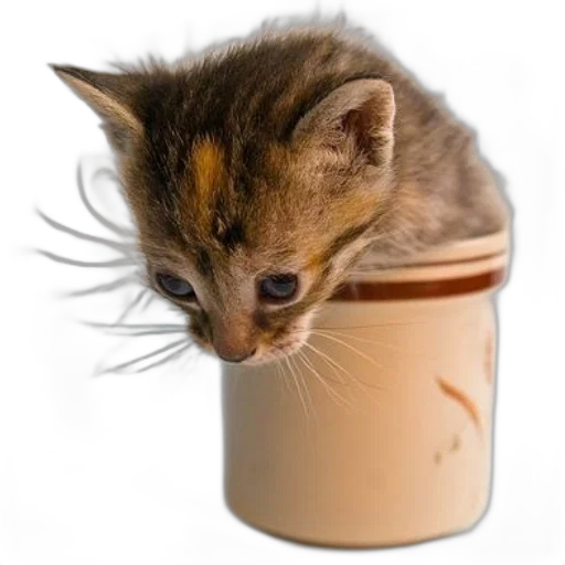 animal, creature, food, hat transparent PNG cut-out