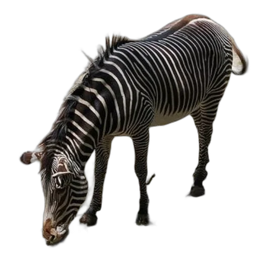 animal, creature, staff, weapon transparent PNG cut-out
