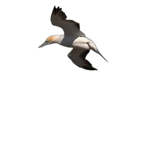 animal, creature, staff, weapon transparent PNG cut-out