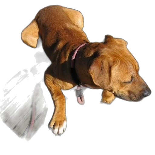 staff, animal, creature, photorealistic transparent PNG cut-out