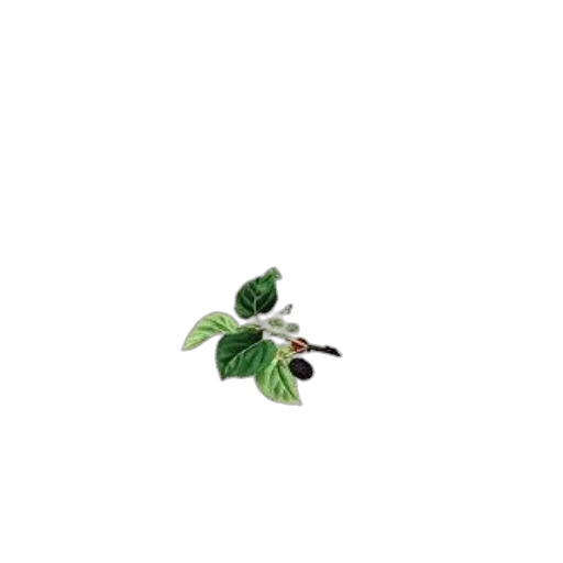 flower, food, tree, staff transparent PNG cut-out