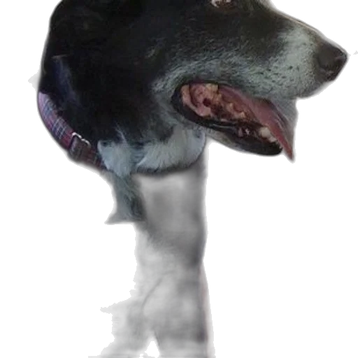 animal, staff, creature, face transparent PNG cut-out