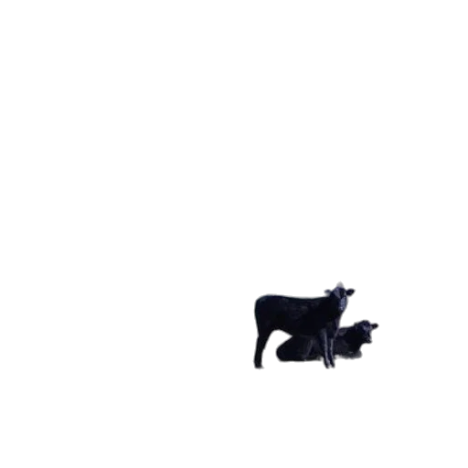animal, creature, staff, robot transparent PNG cut-out
