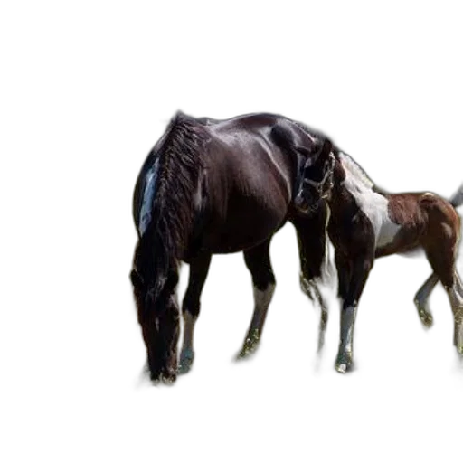 animal, hair, creature, weapon transparent PNG cut-out