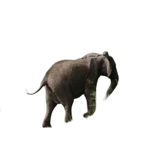animal, creature, staff, hat transparent PNG cut-out
