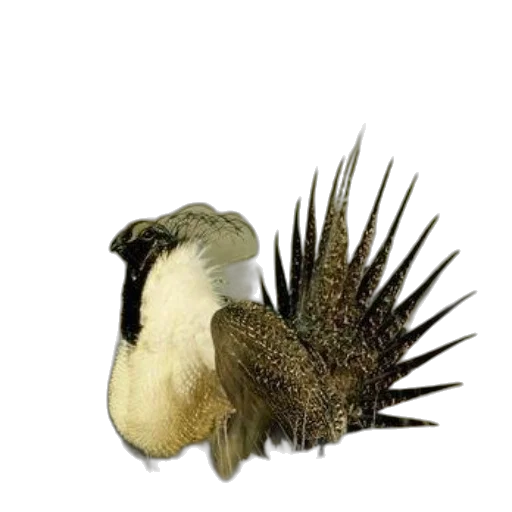 animal, staff, creature, hair transparent PNG cut-out